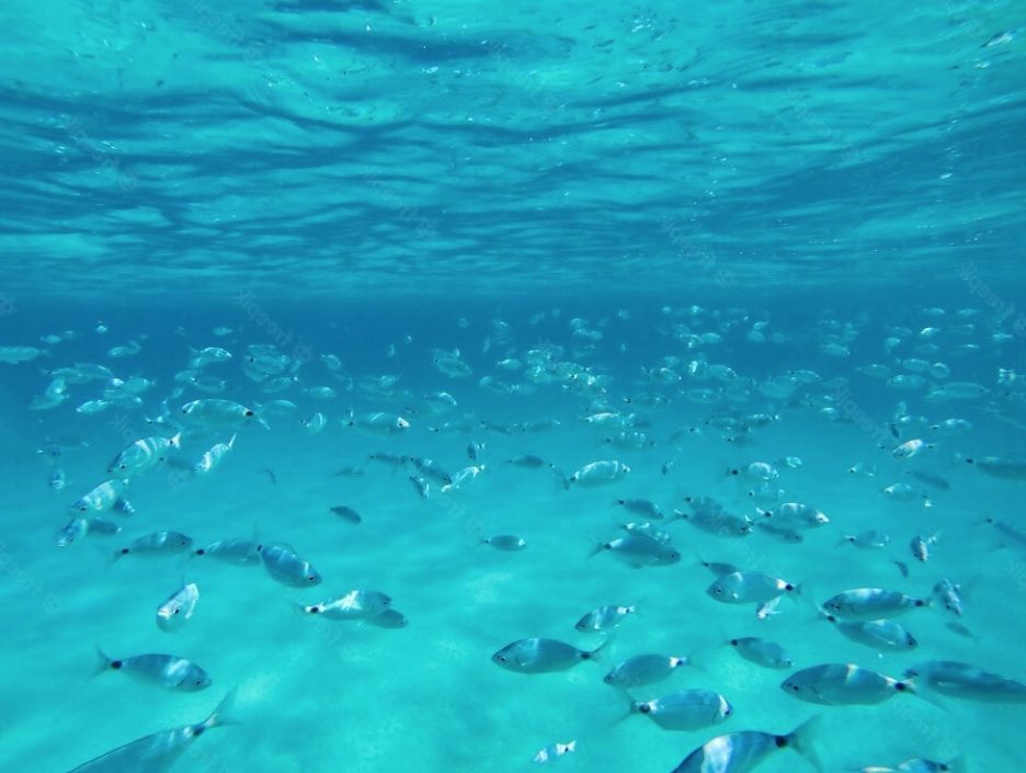 Limpieza de mares Mediterranet